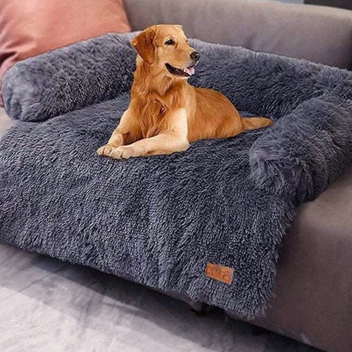 Pet cat dog - dog, warm