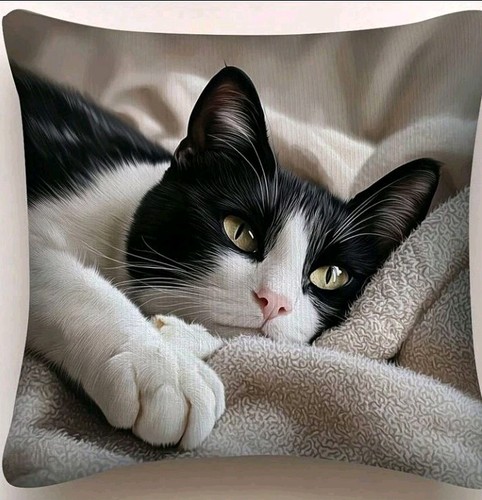 Beautiful black white cat - beautiful,